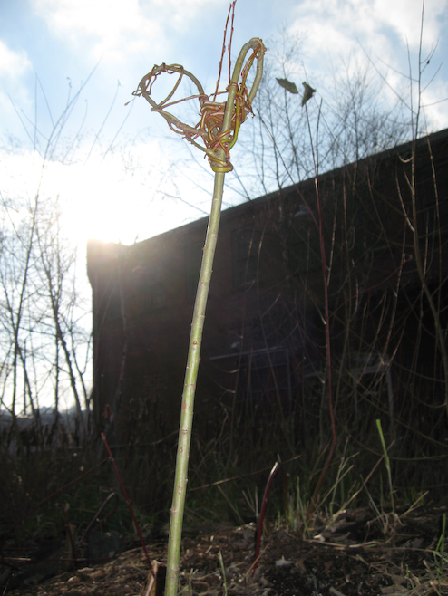 a little bug made out of willow lies dormant until the spring when it will sprout and be potted and sold. 